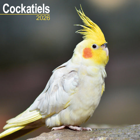 Cockatiels Kalender 2026