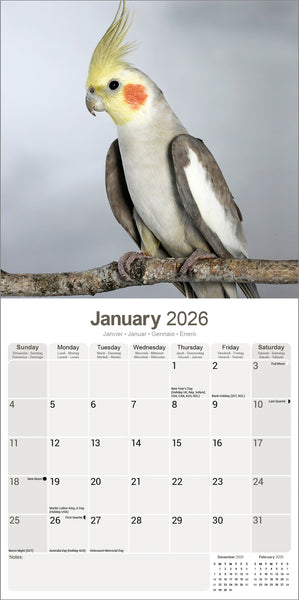 Cockatiels Kalender 2026