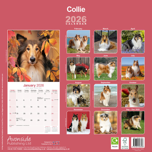 Collie Kalender 2026