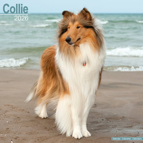 Collie Kalender 2026
