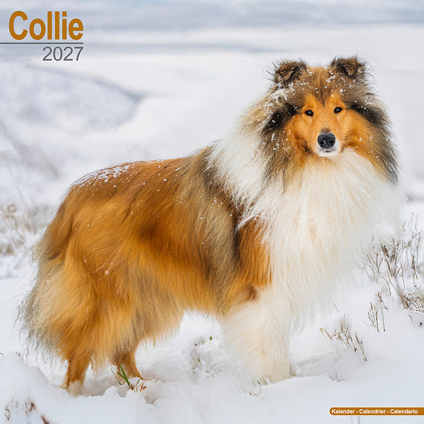 Collie Kalender 2027