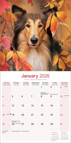 Collie Kalender 2026