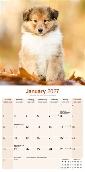 Collie Kalender 2027