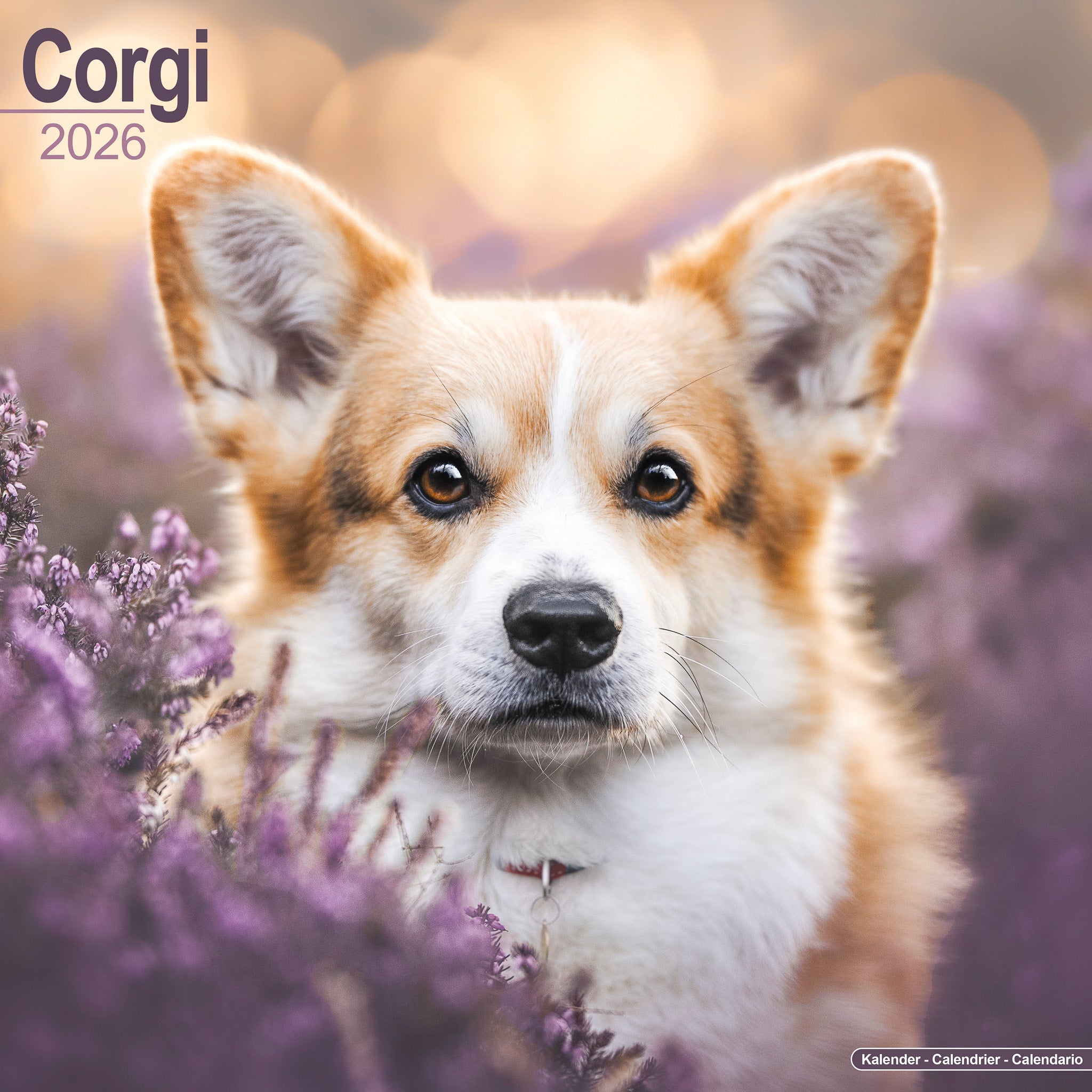 Corgi Kalender 2026