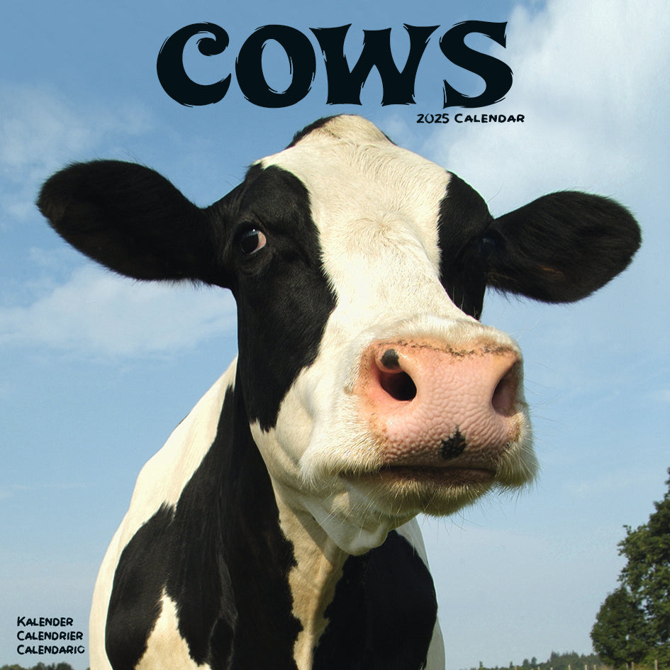 Cows Kalender 2025 De Kalenderman