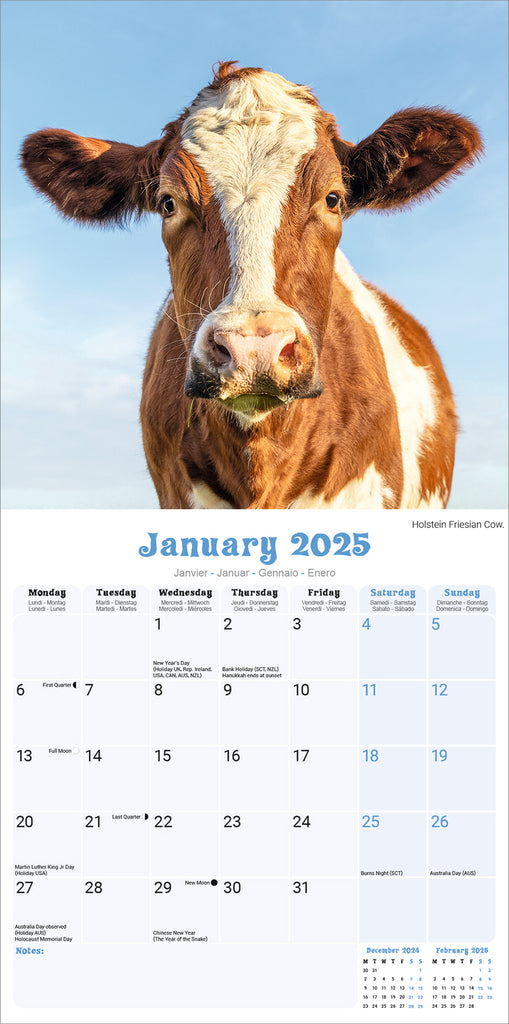 Cows Kalender 2025 De Kalenderman
