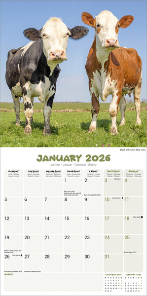 Cows Kalender 2026