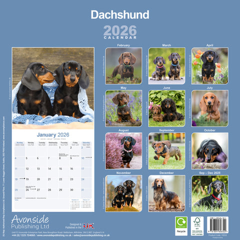 Dachshund Kalender 2026