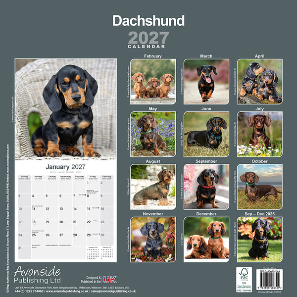 Dachshund Kalender 2027