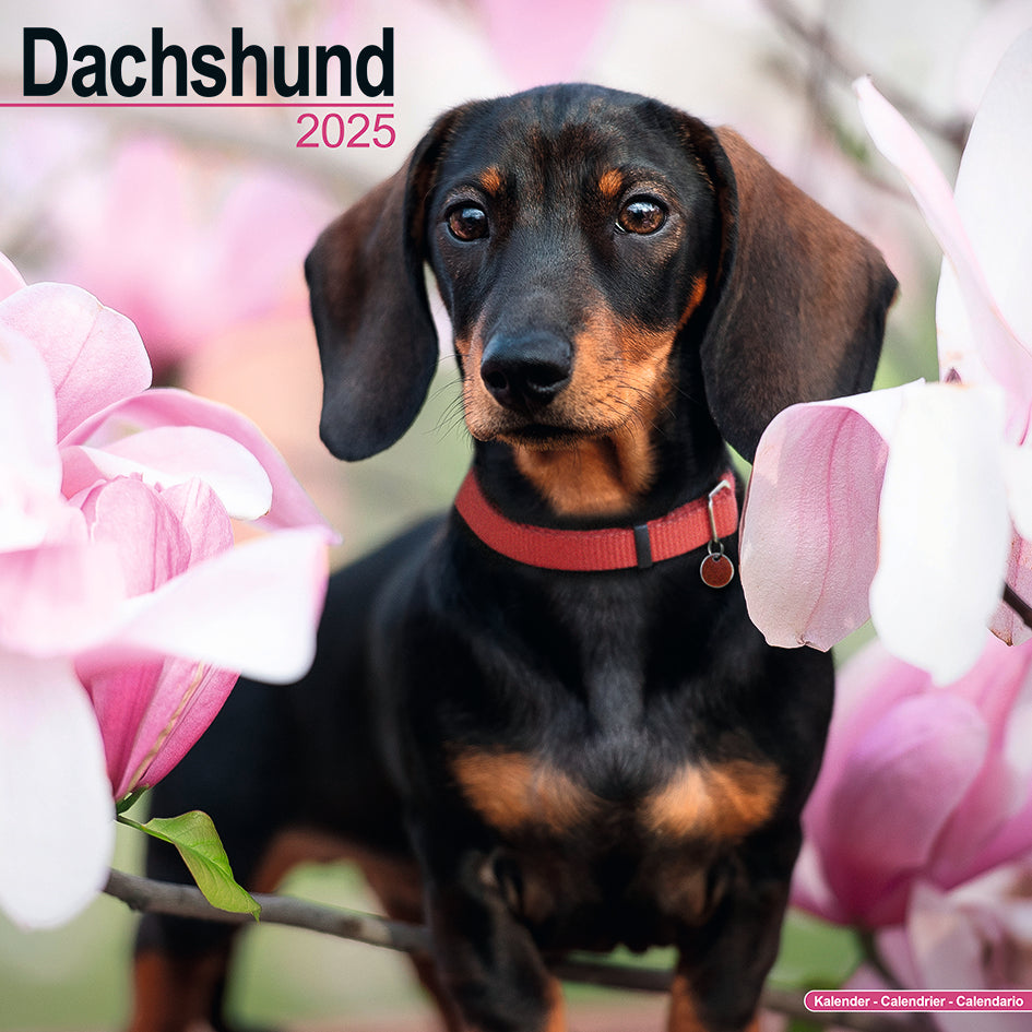 Dachshund 2025 Calendars For Sale Australia