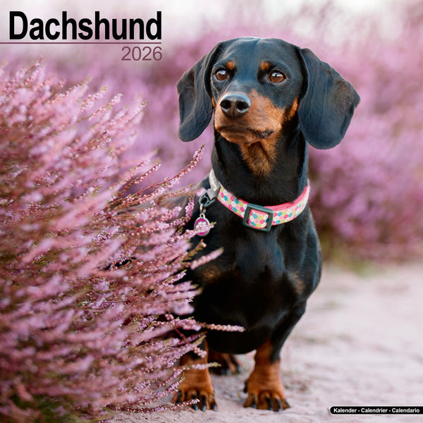 Dachshund Kalender 2026