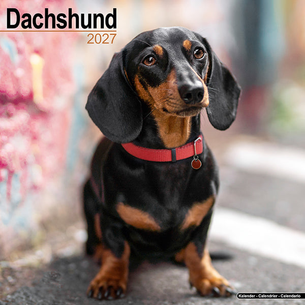 Dachshund Kalender 2027