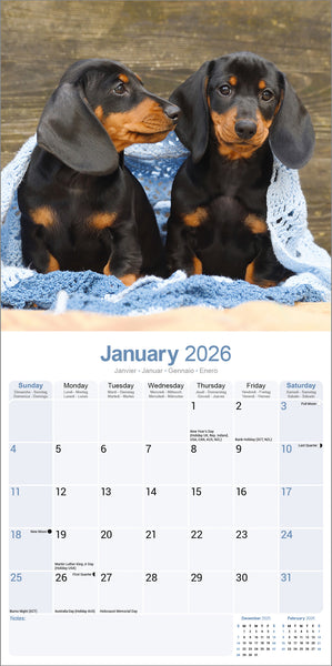 Dachshund Kalender 2026