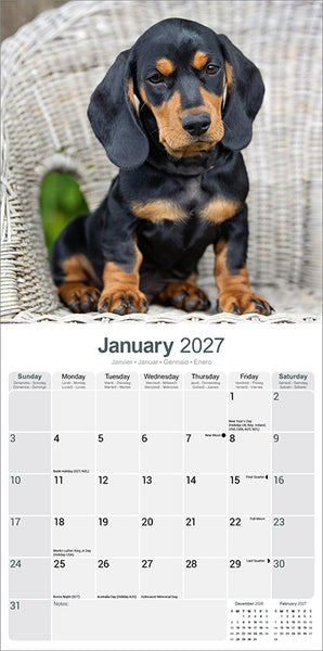 Dachshund Kalender 2027