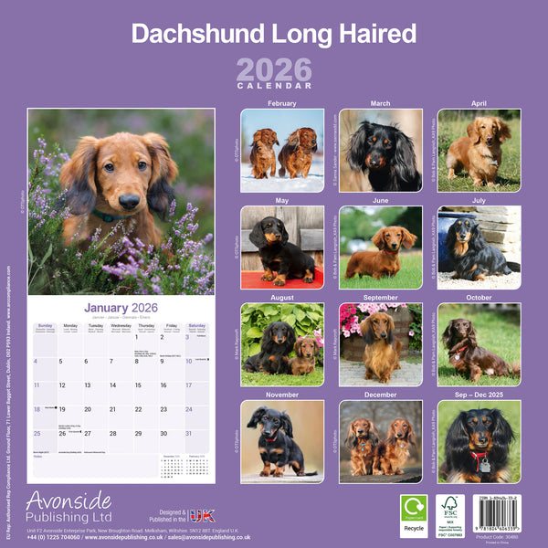 Dachshund Long Haired Kalender 2026