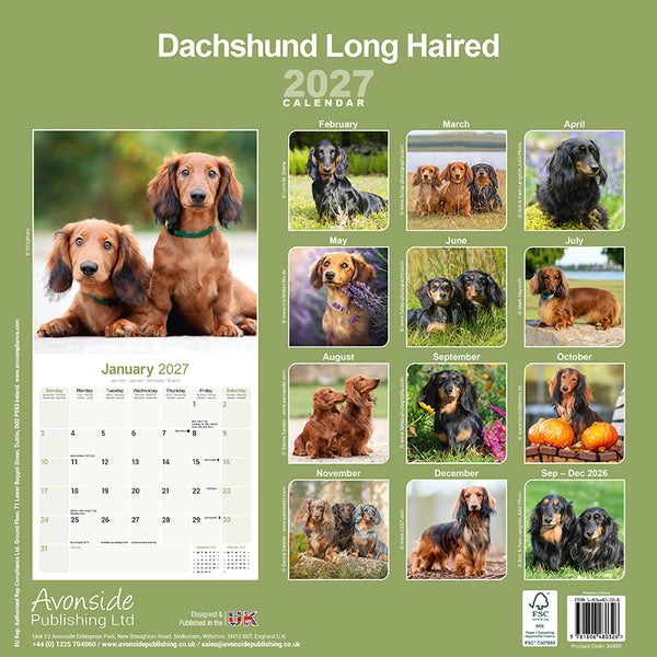 Dachshund Long Haired Kalender 2027