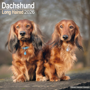 Dachshund Long Haired Kalender 2026