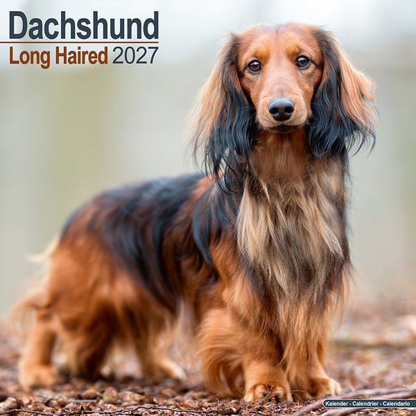 Dachshund Long Haired Kalender 2027