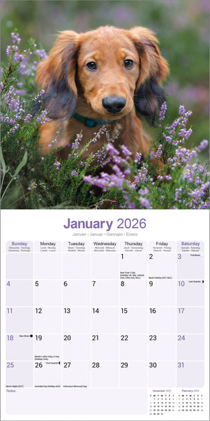 Dachshund Long Haired Kalender 2026