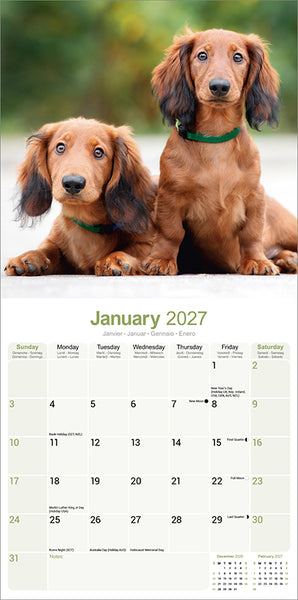 Dachshund Long Haired Kalender 2027