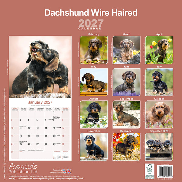 Dachshund Wire Haired Kalender 2027