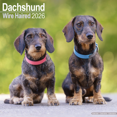 Dachshund Wire Haired Kalender 2026