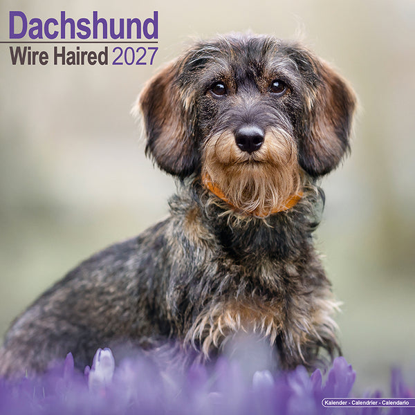 Dachshund Wire Haired Kalender 2027