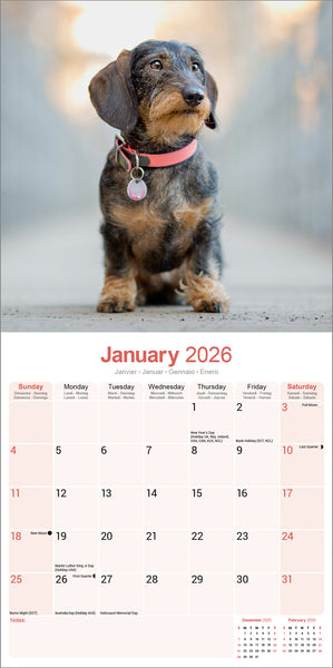 Dachshund Wire Haired Kalender 2026