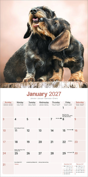 Dachshund Wire Haired Kalender 2027