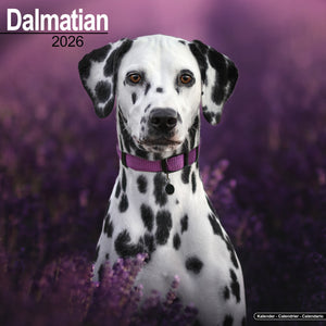 Dalmatian Kalender 2026