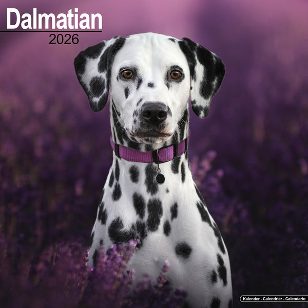 Dalmatian Kalender 2026
