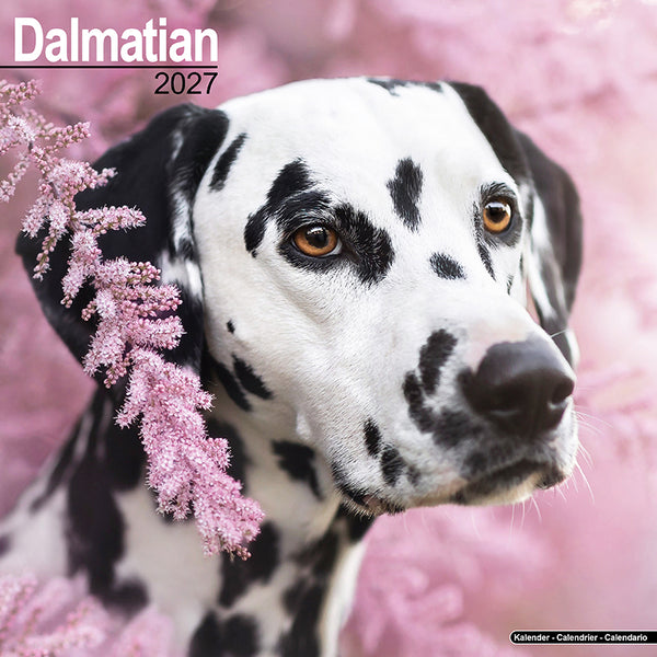 Dalmatian Kalender 2027