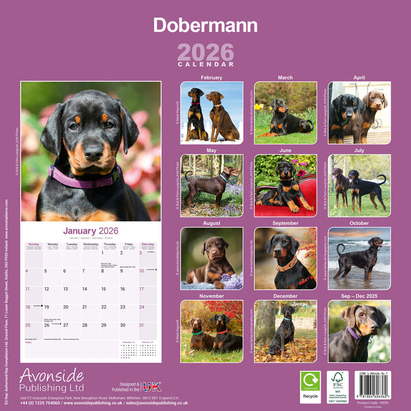 Dobermann Kalender 2026