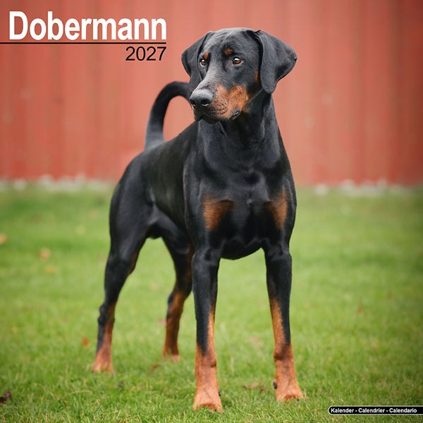 Dobermann Kalender 2027