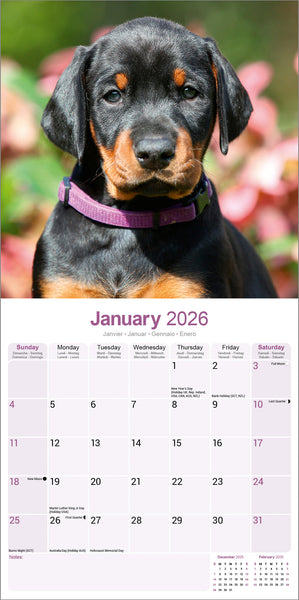 Dobermann Kalender 2026