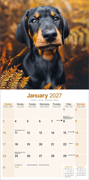 Dobermann Kalender 2027