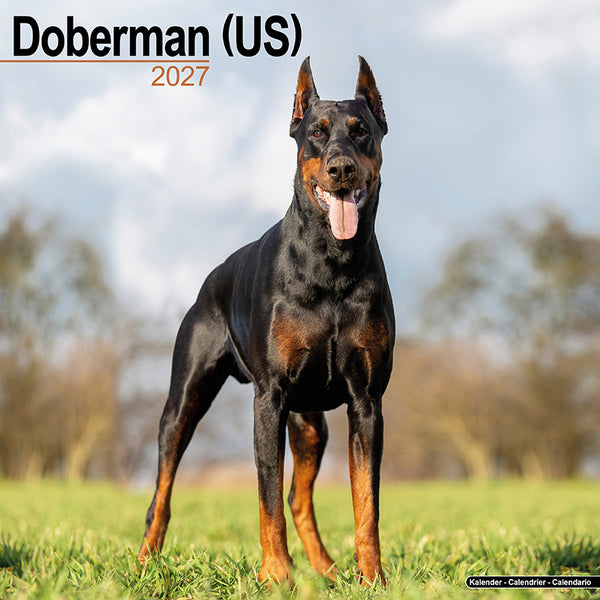 Dobermann Kalender 2027