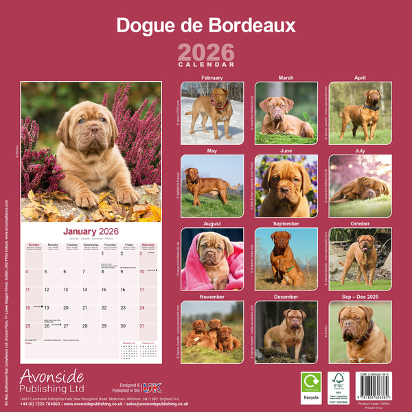 Dogue de Bordeaux Kalender 2026