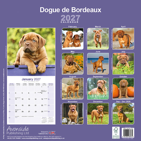 Dogue de Bordeaux Kalender 2027