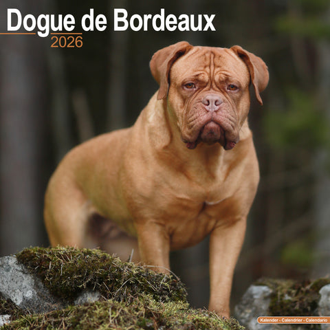 Dogue de Bordeaux Kalender 2026