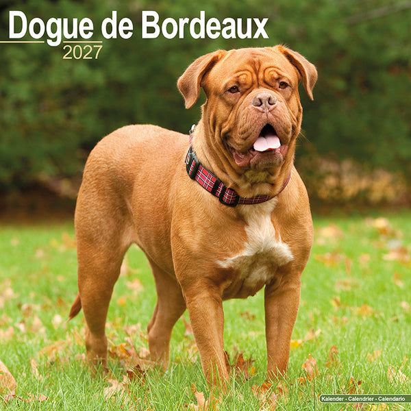 Dogue de Bordeaux Kalender 2027