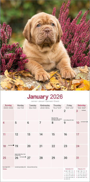 Dogue de Bordeaux Kalender 2026