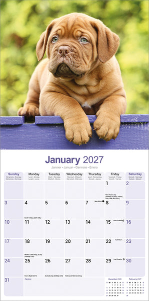 Dogue de Bordeaux Kalender 2027