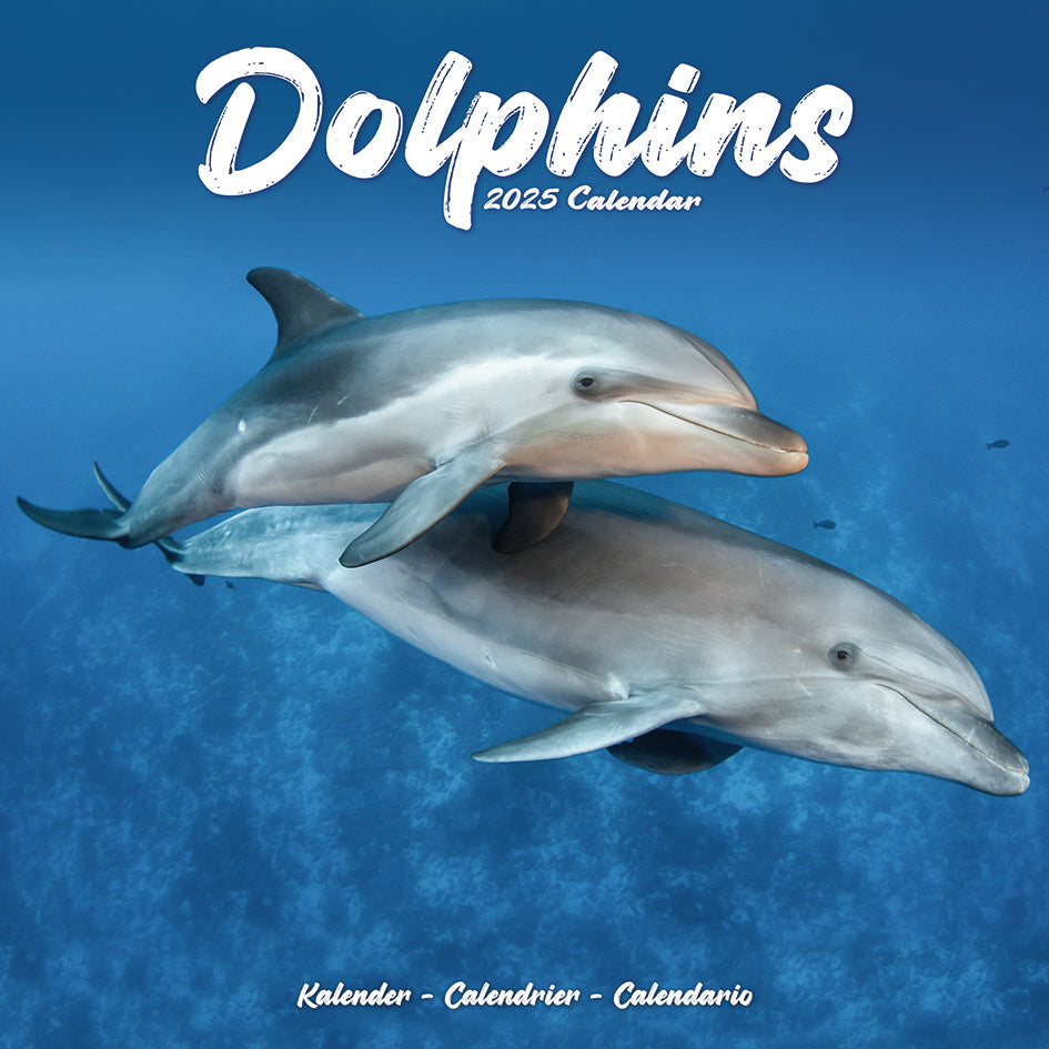 Dolphins Kalender 2025 De Kalenderman