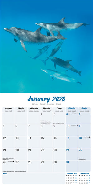 Dolphins Kalender 2026