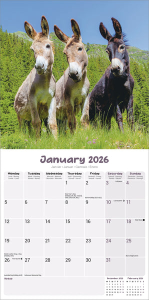 Donkeys Kalender 2026