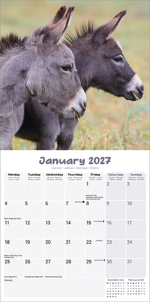 Donkeys Kalender 2027
