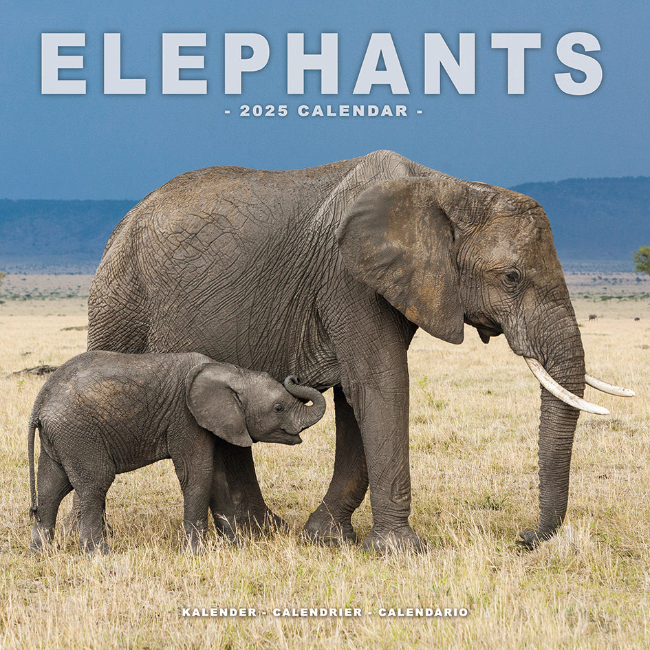 Elephants Kalender 2025 De Kalenderman