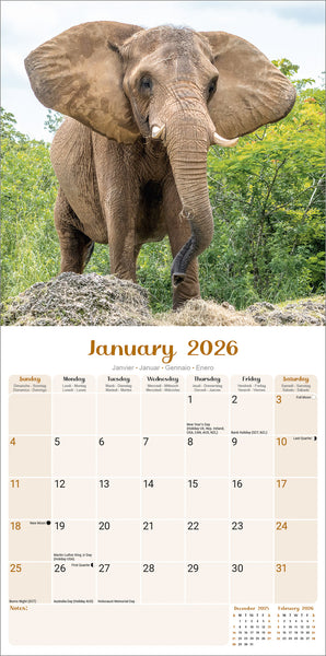 Elephants Kalender 2026