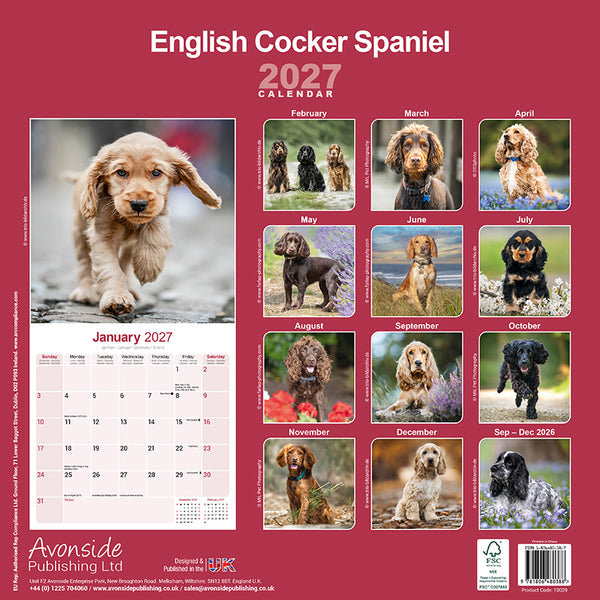 English Cocker Spaniel Kalender 2027